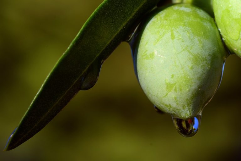 Scopri di più sull'articolo Olio extravergine di Oliva: elisir di lunga vita