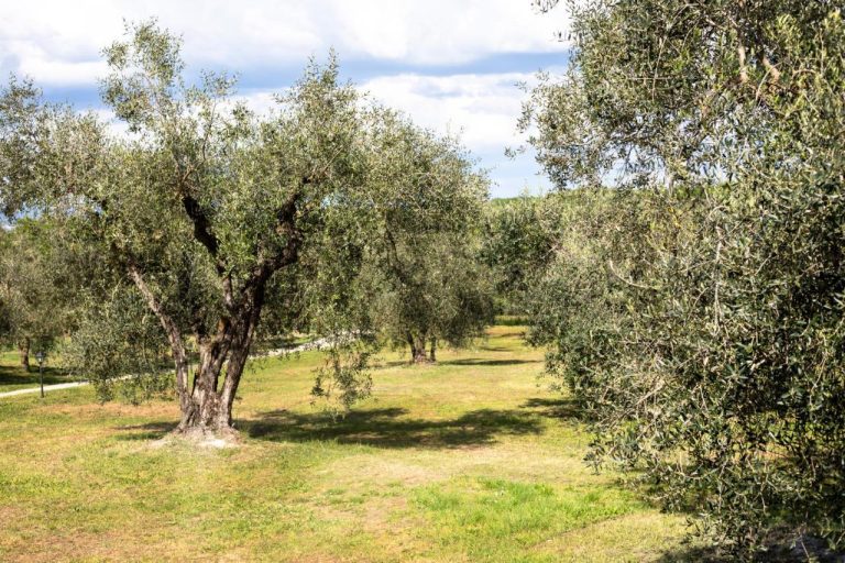 Scopri di più sull'articolo Tenuta Manciano