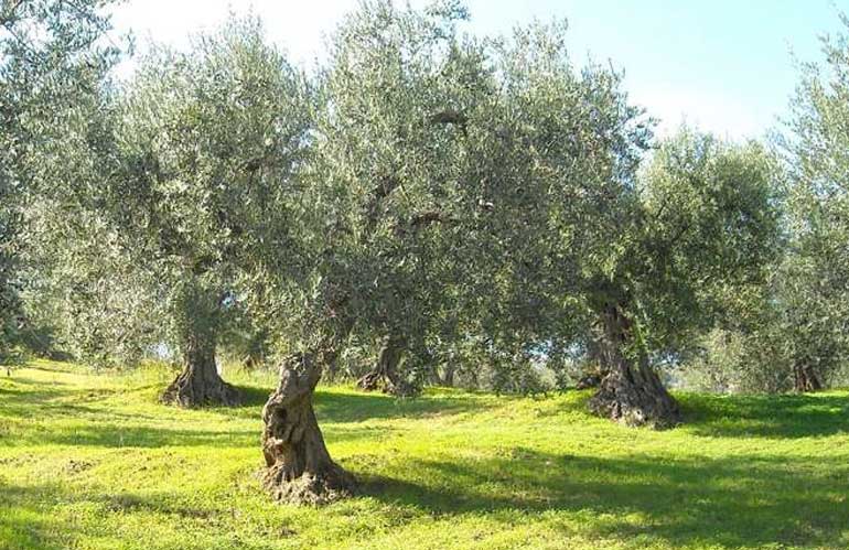 Read more about the article Bomarzo Estate