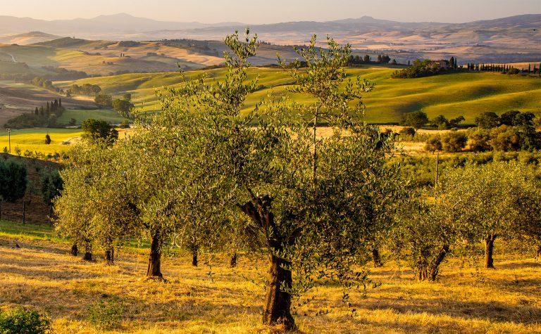 Scopri di più sull'articolo La storia millenaria dell’olio extravergine di oliva: dalle antiche civiltà ai giorni nostri