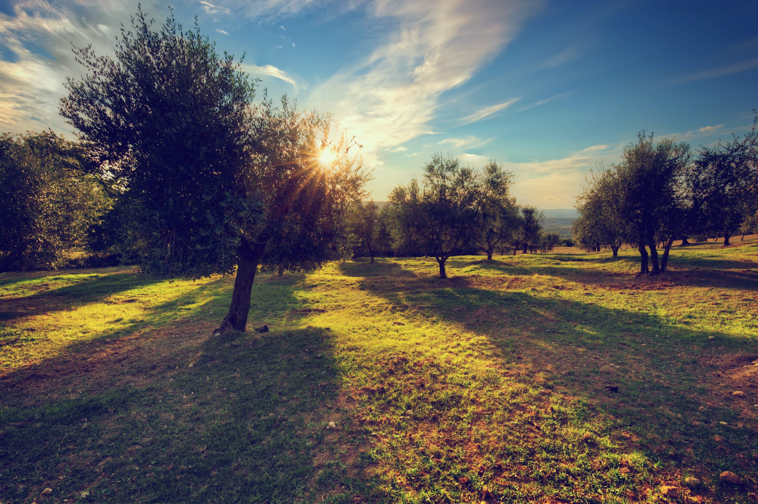 Al momento stai visualizzando Il valore dell’olivo per l’ambiente e il paesaggio